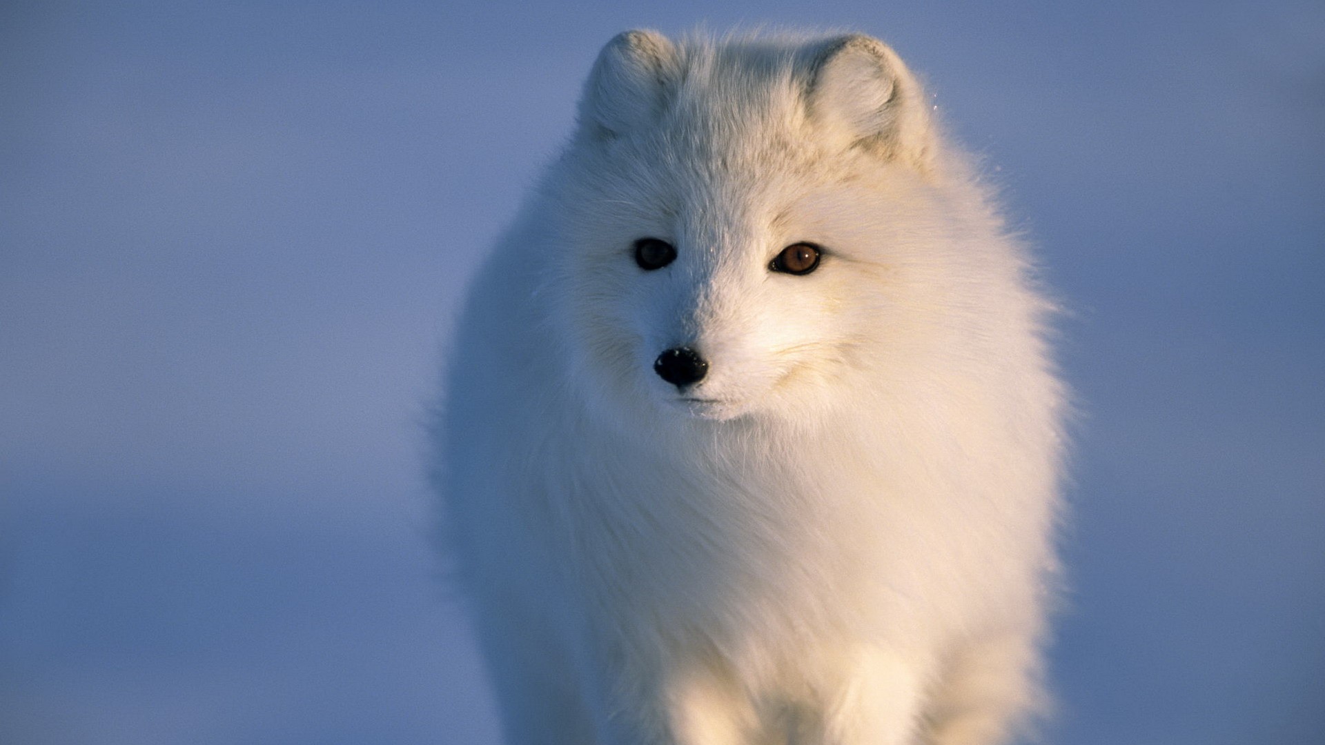 Ice Animals Alaska Arctic Fox Sea Wallpaper