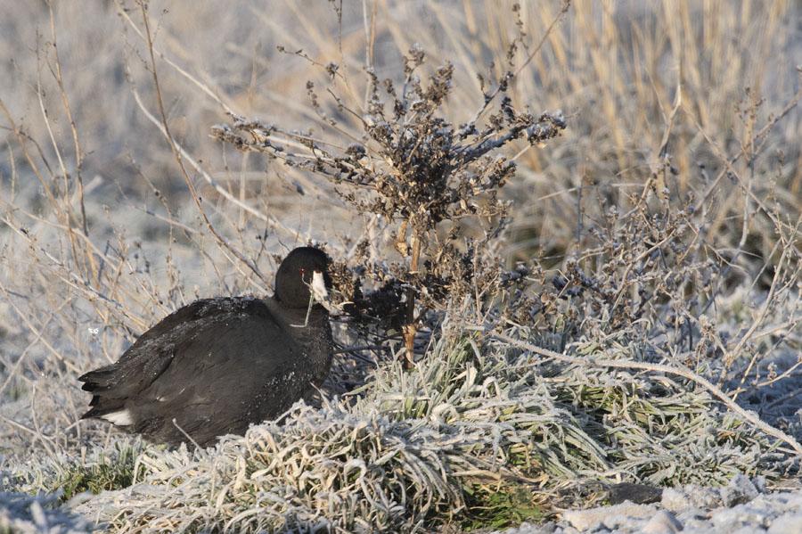 Free download Focusing On American Coot Photos At Farmington Bay On The