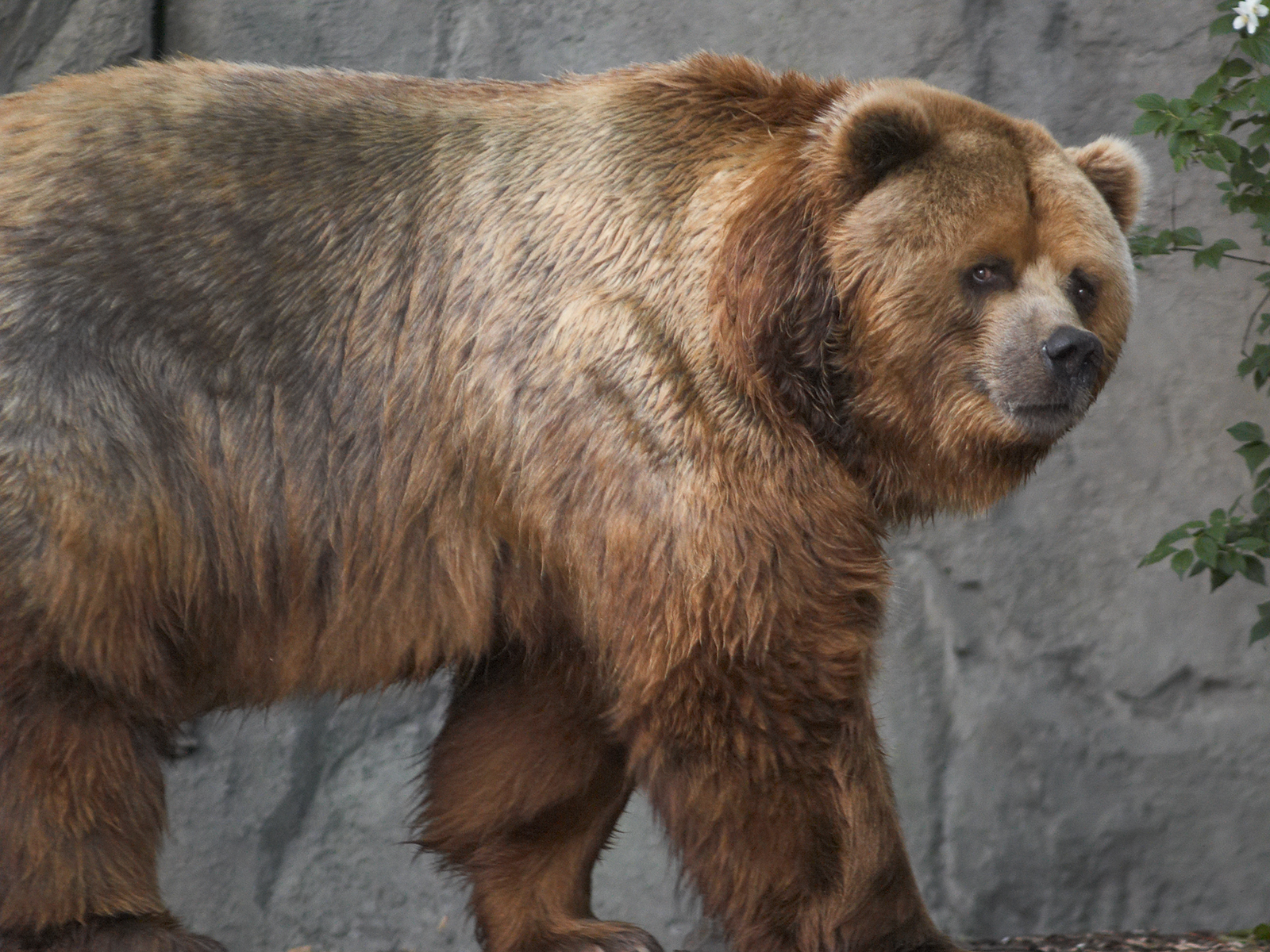 File Kodiak Bear In Germany Jpg Wikipedia The Encyclopedia