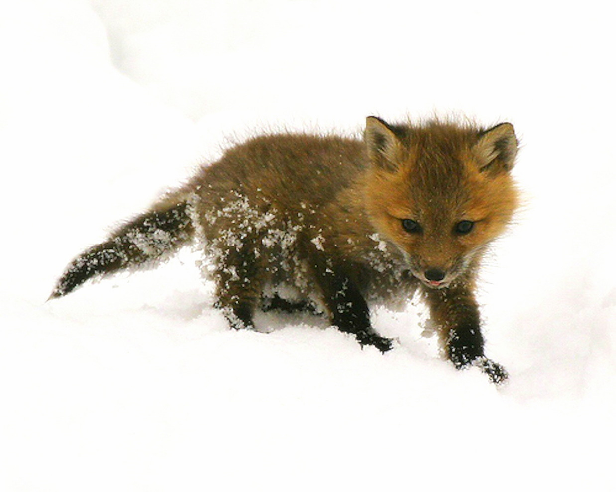 Cute Baby Fox Wallpaper Baby fox cute