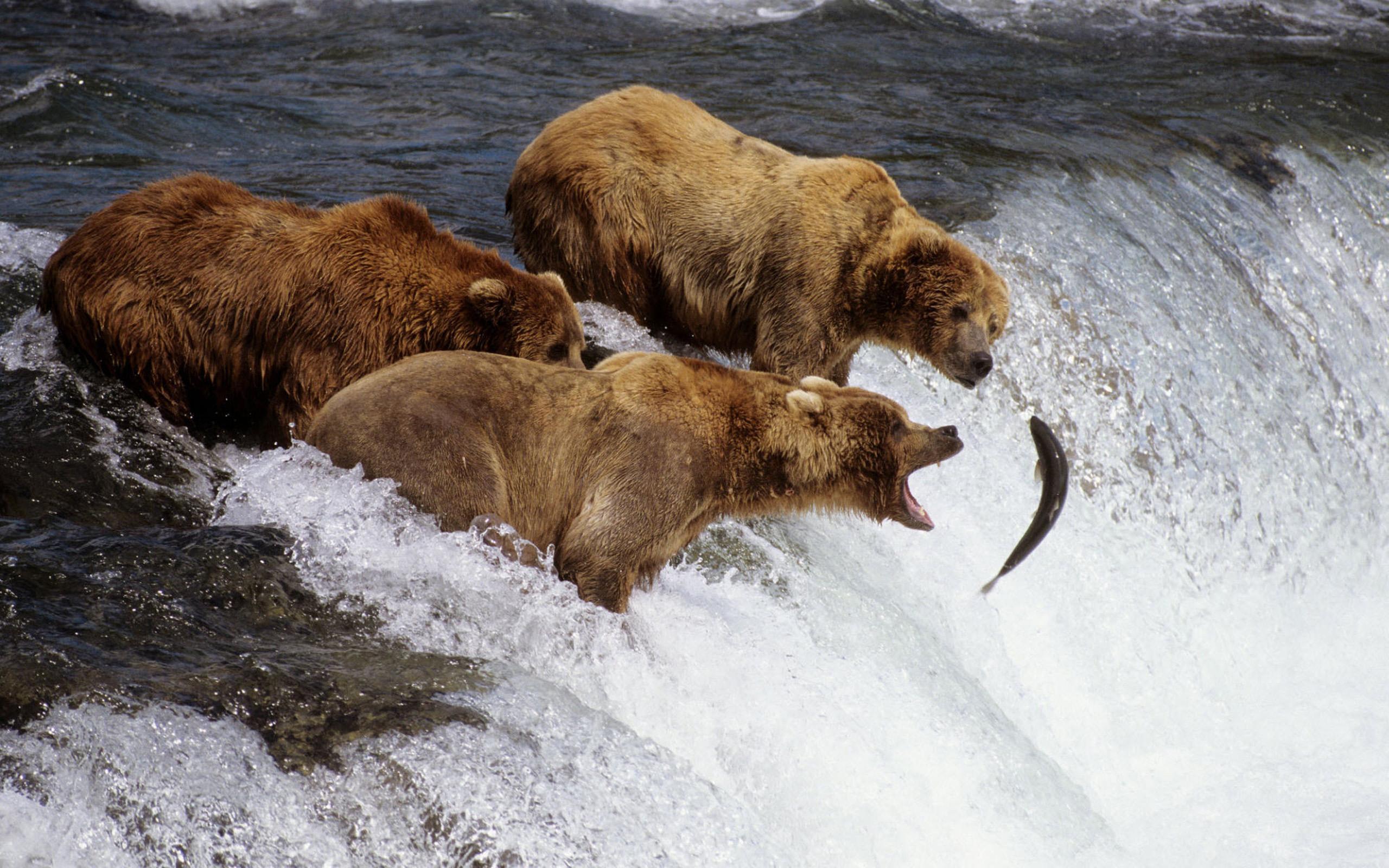 Bears Hunting Salmon Desktop Wallpaper Background