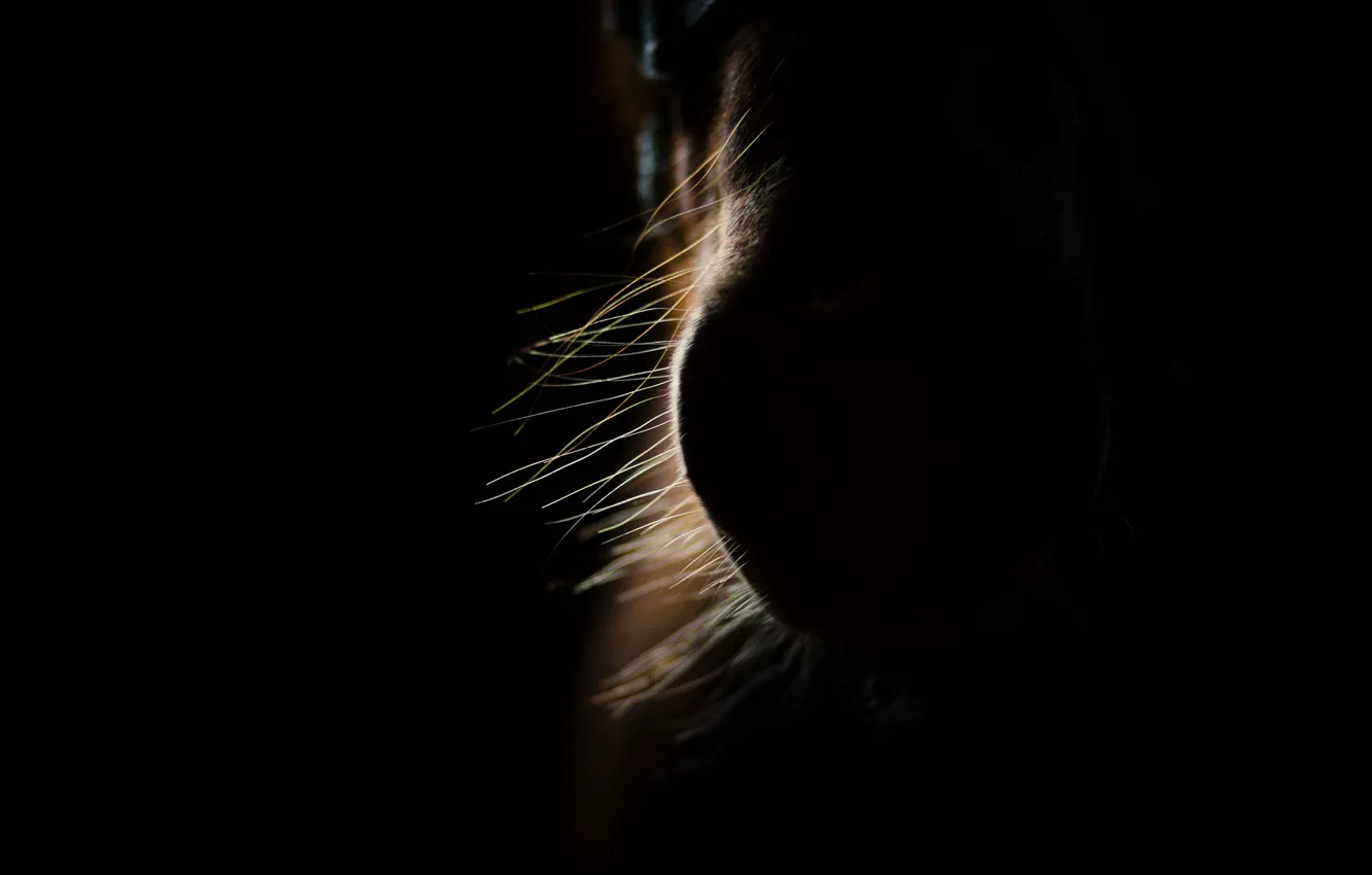 Wallpaper Face Horse For Mobile And Desktop Section