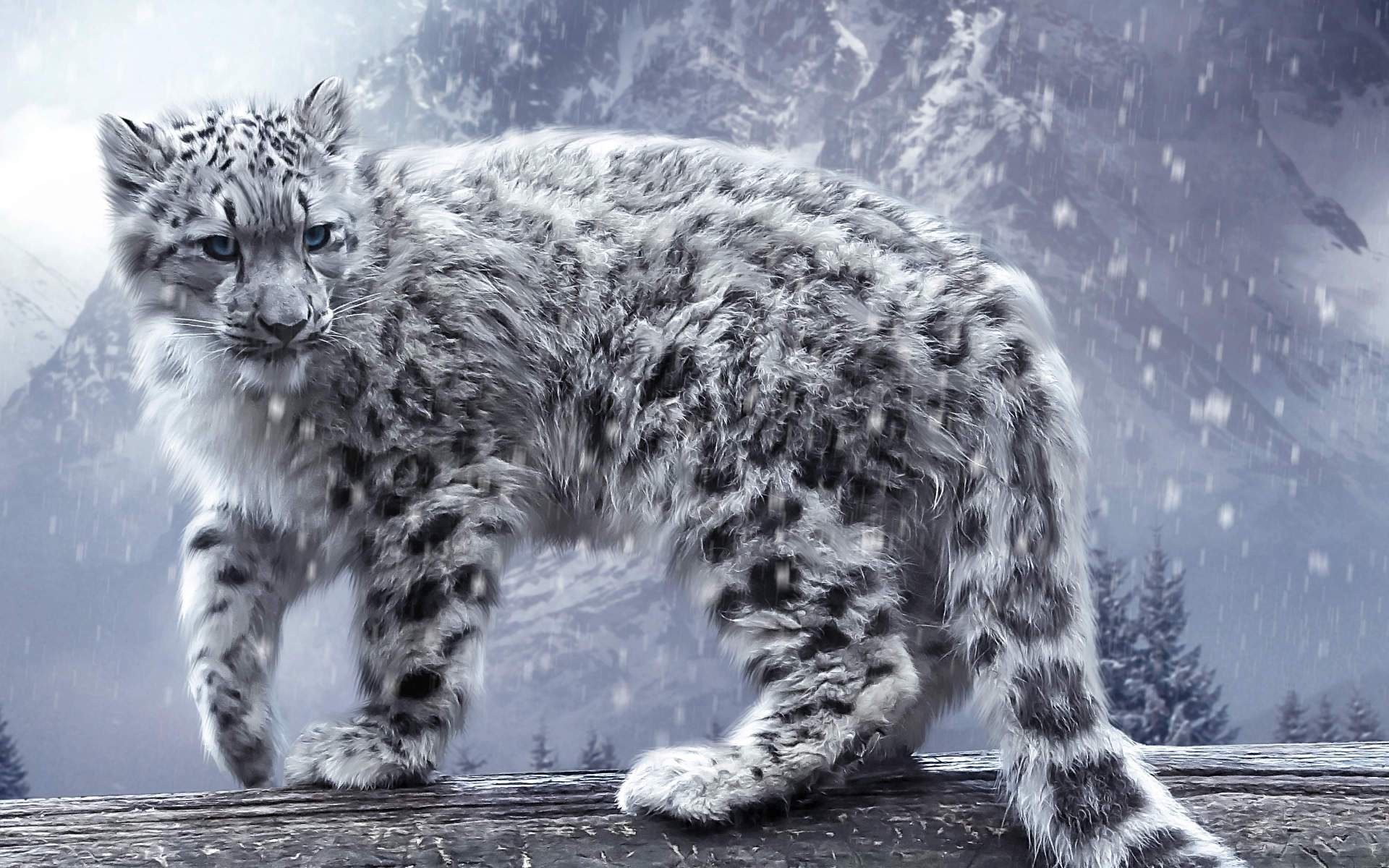 A majestic snow leopard walks across a fallen log with a snowy mountain backdrop