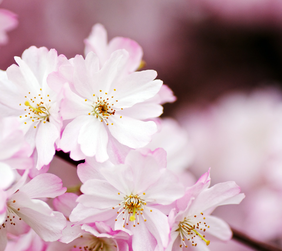 flowerspinkwhitebloomsblossomspeach blossomsplant