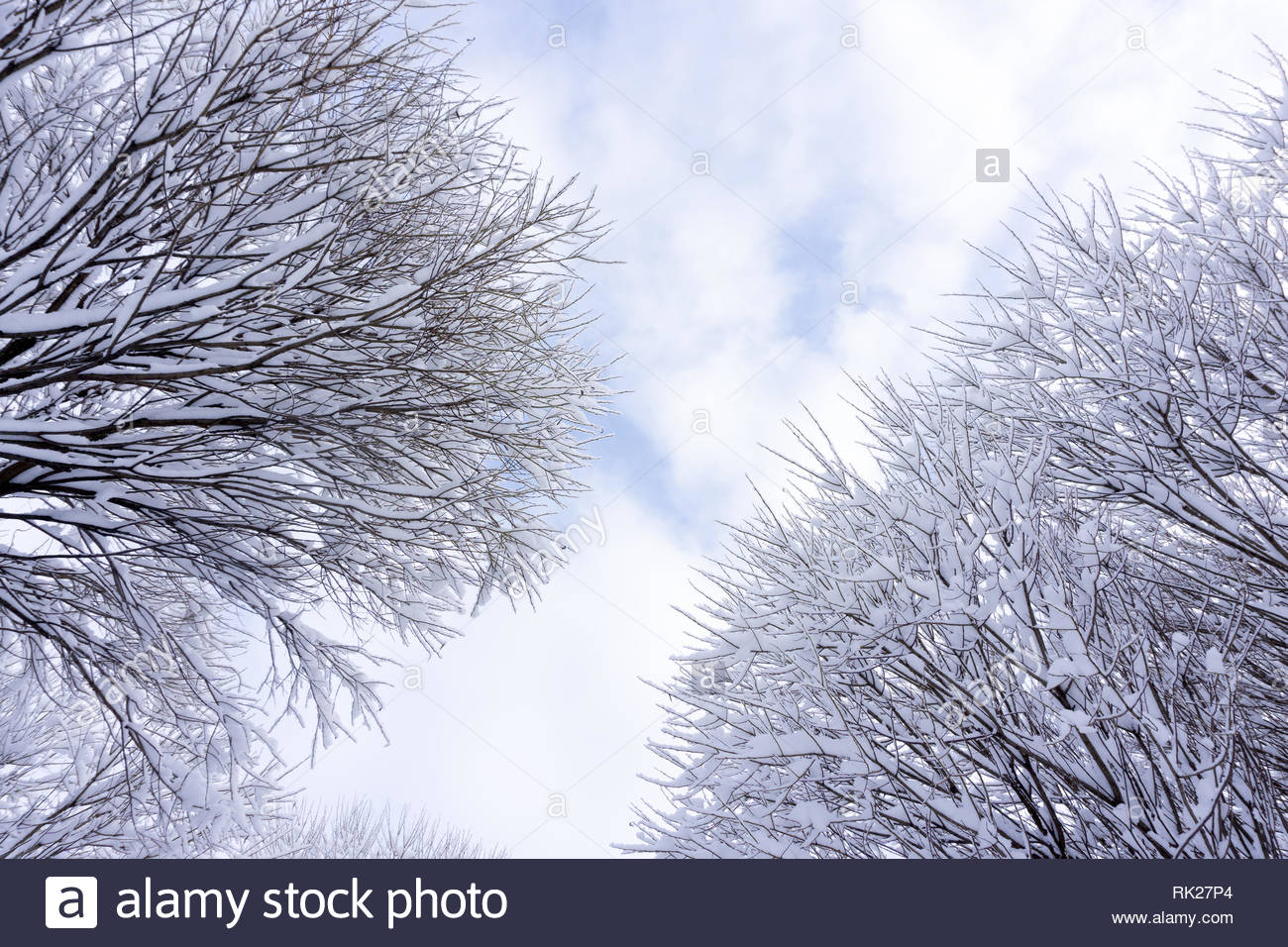 Close Up Of Snow On Tree Christmas Winter Background Thuja