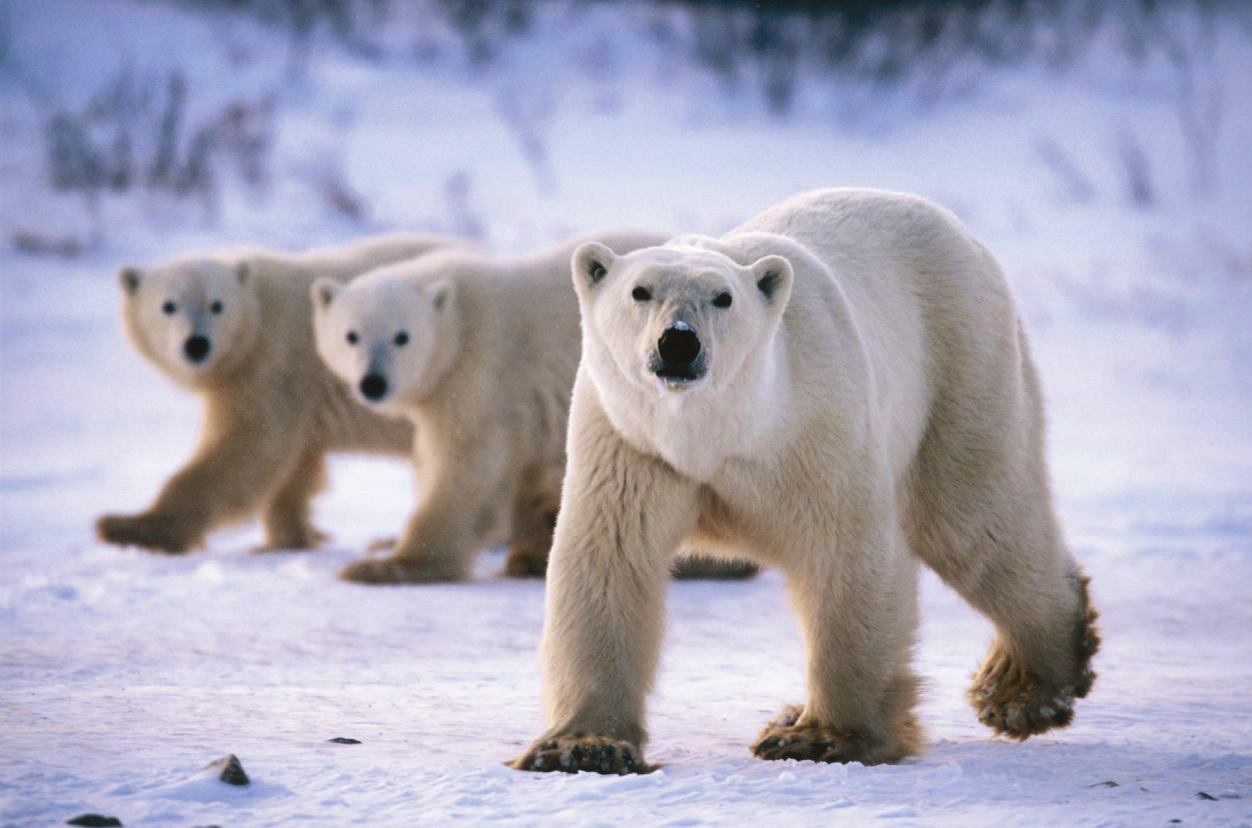 Polar Bear Wallpaper HD