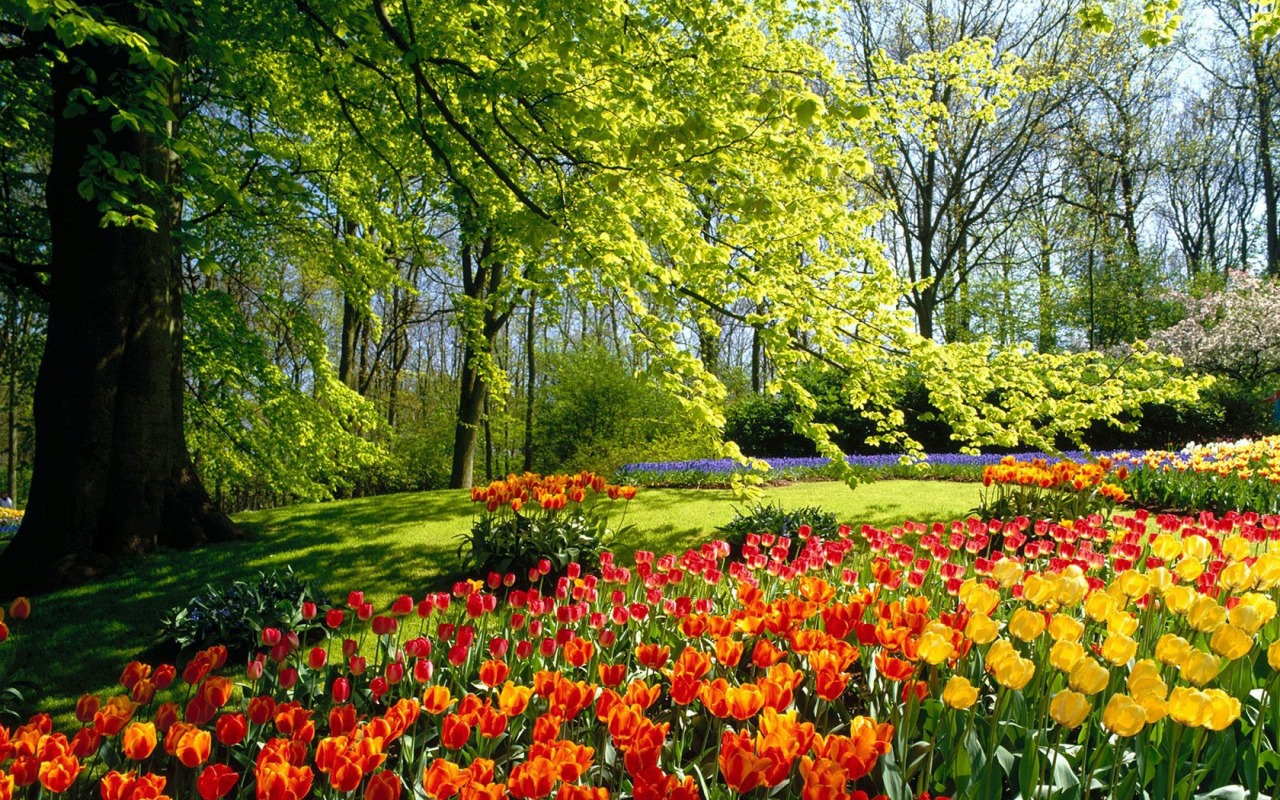 spring park wallpaper spring nature wallpaper 1280 800 widescreen 1215