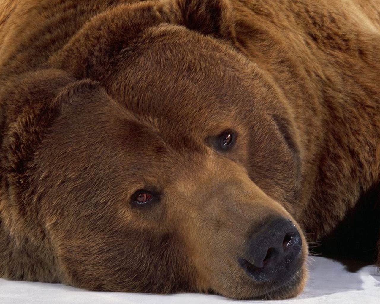Bear Wallpaper Bears