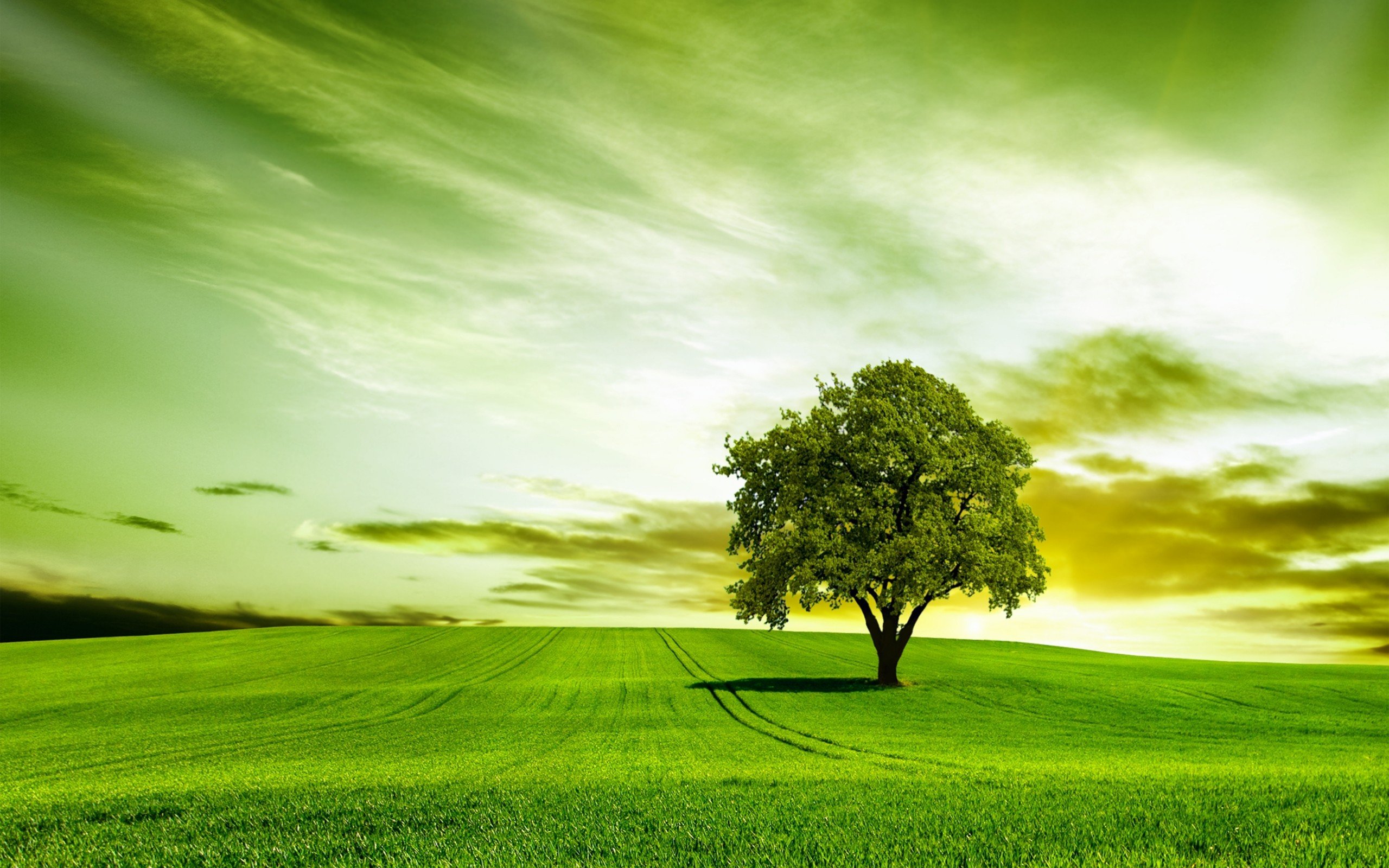 Green Tree Nature Sky Wallpaper HD