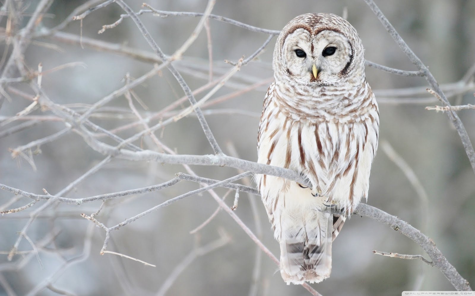 Cool HD Nature Desktop Wallpaper White Owl