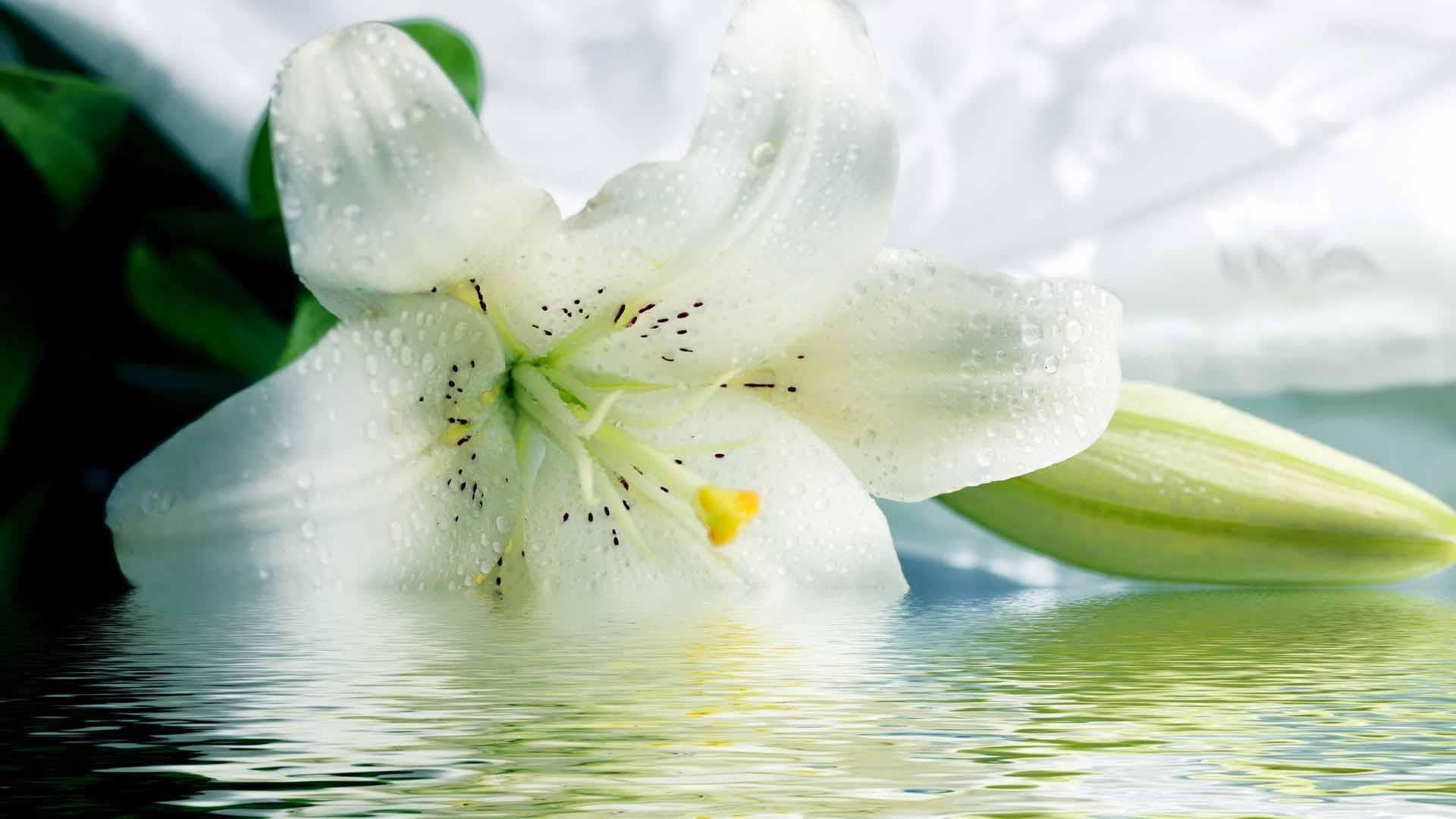 White Lily Wallpaper On