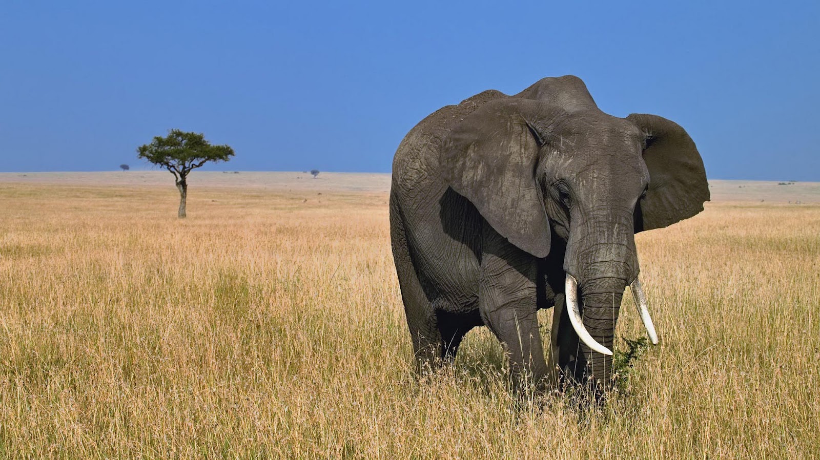 HD Animal Wallpaper With A Big Elephant In The Wild