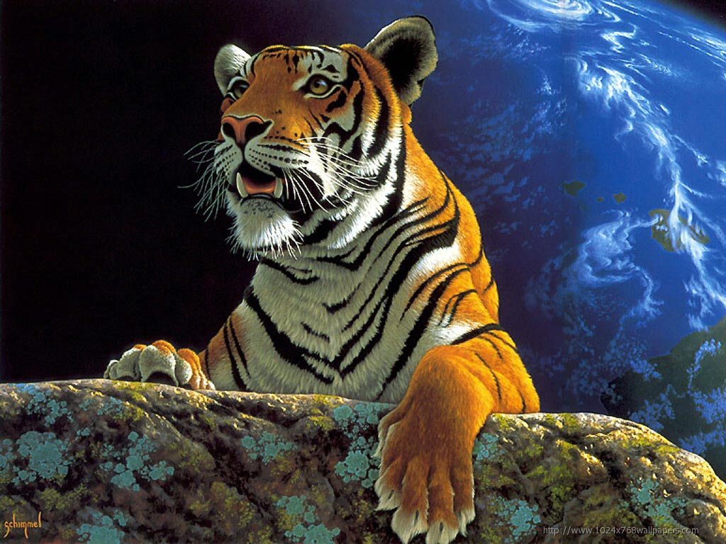 Best HD Tiger High Regulation Pictures Wallpaper