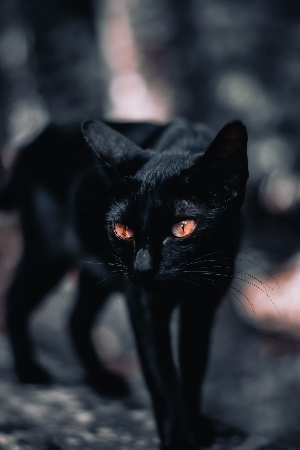 Black Cat With Green Eyes Photo Kerala Image