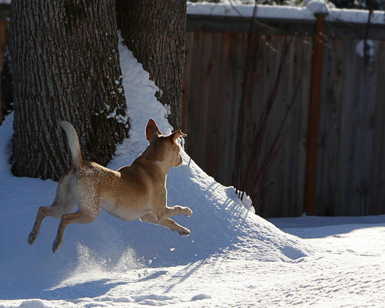 Snow Wallpaper Dogs Playing