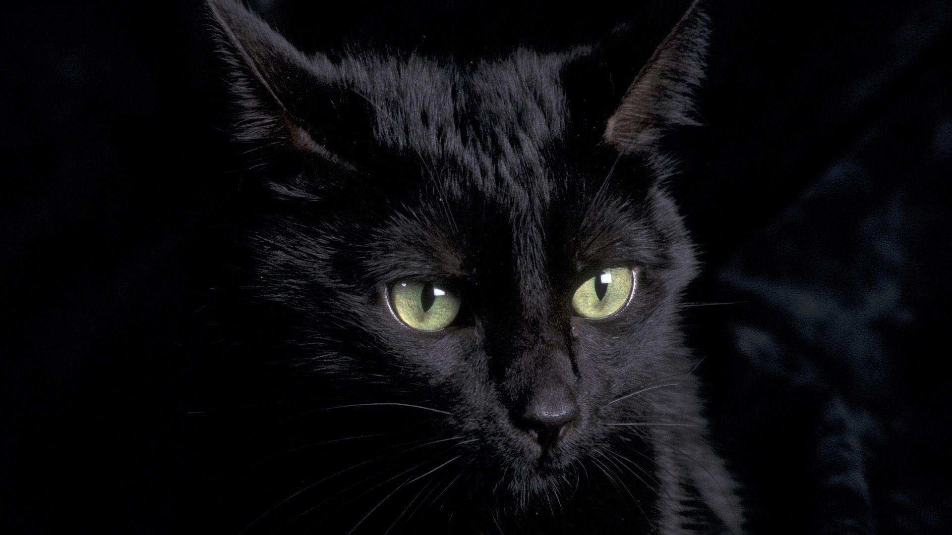 28+] Black Cat with Green Eyes Wallpapers - WallpaperSafari