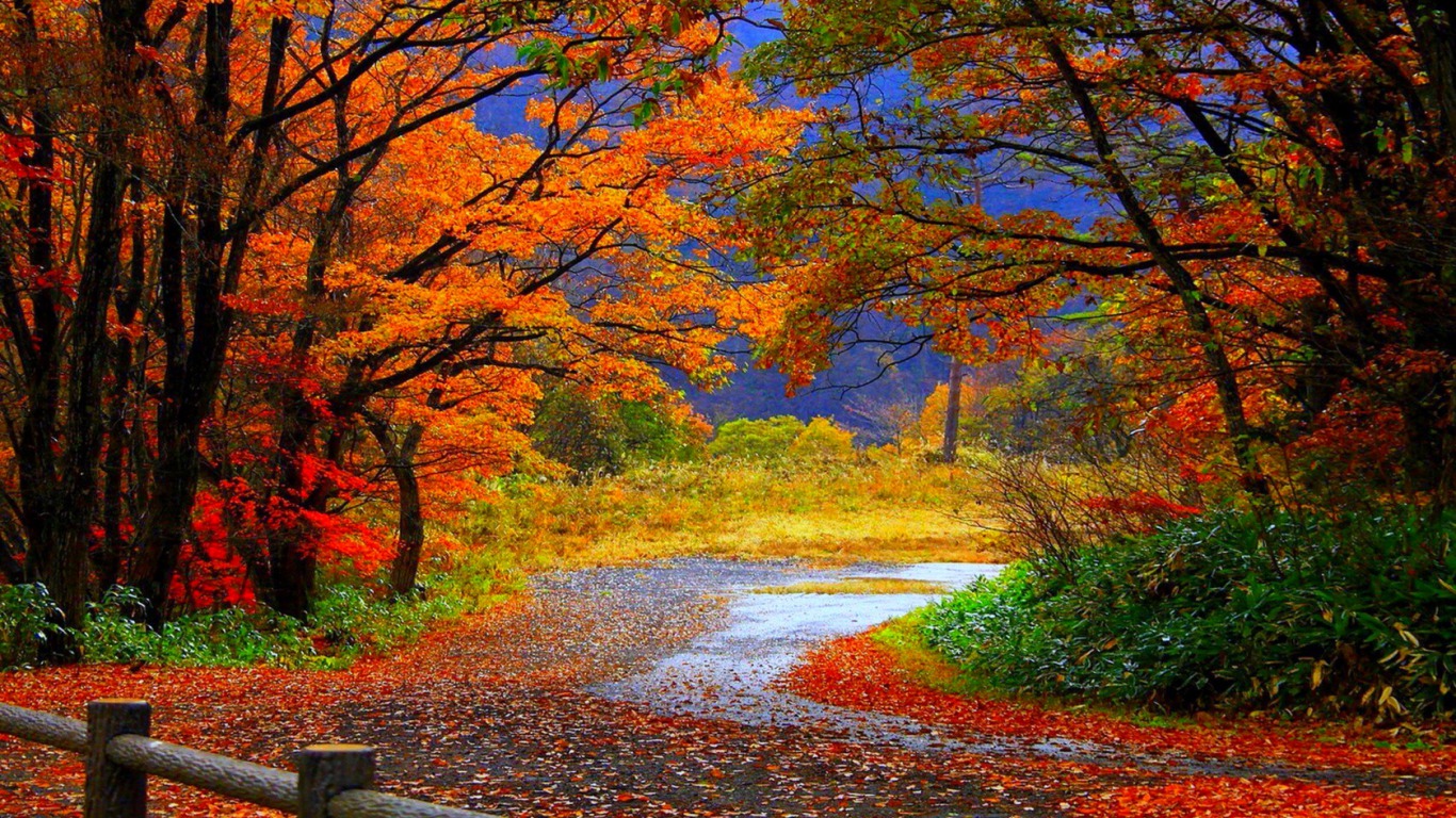 Autumn Path Wallpaper And Background Image Id