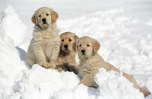 Puppies In Snow Cute Golden Retriever