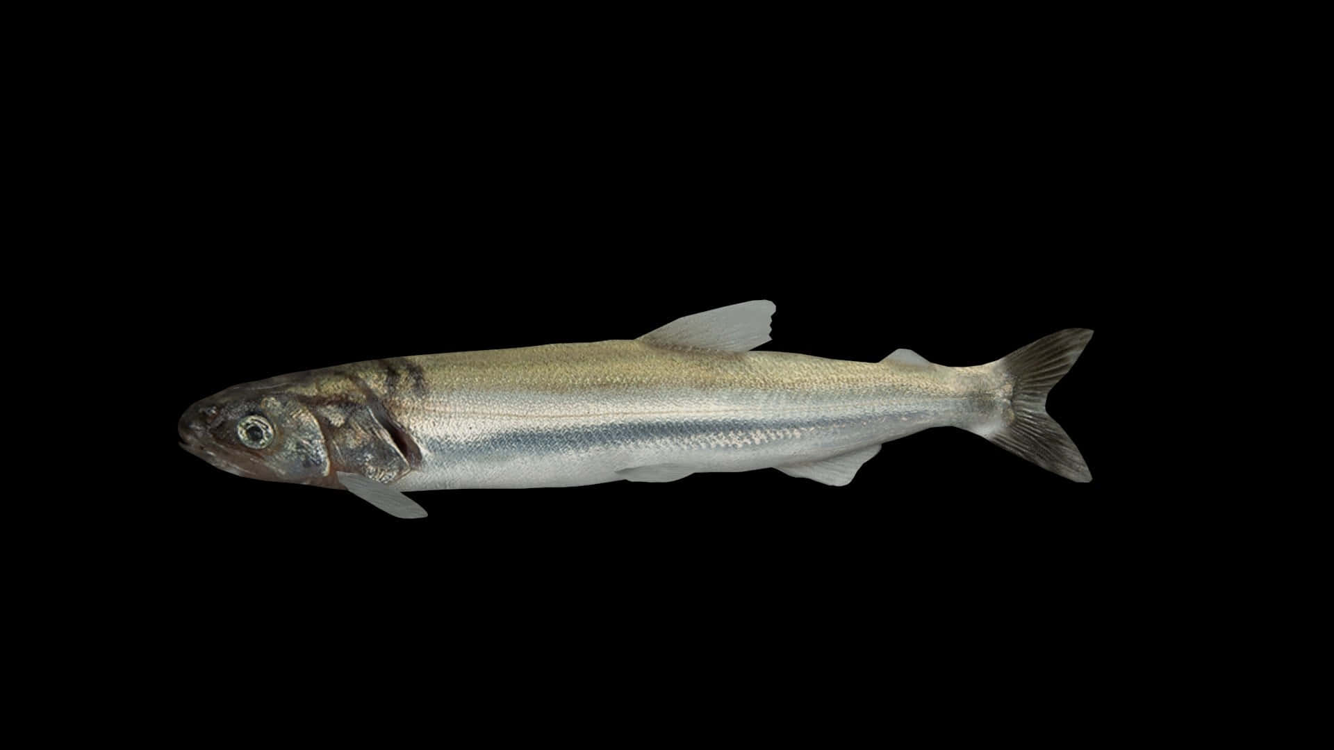 Smelt Utufd5Zh5Vzsja2K Wallpaper