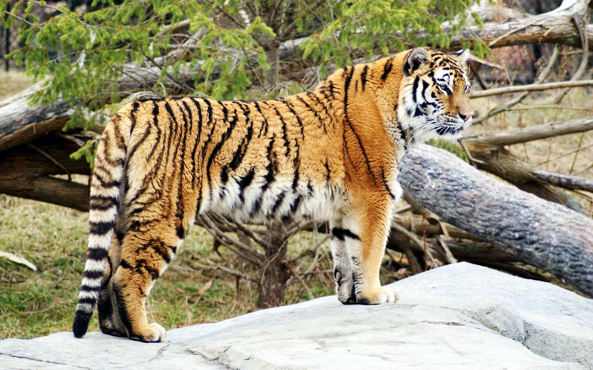 Tiger Widescreen HD Tigers Wallpaper