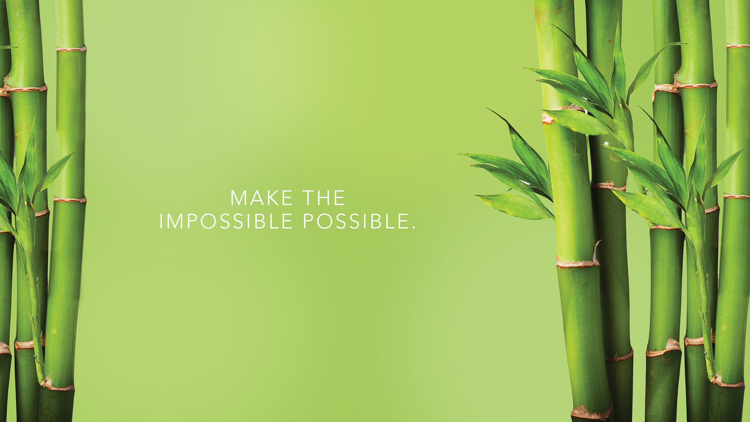 HD Bamboo Background Wallpaper