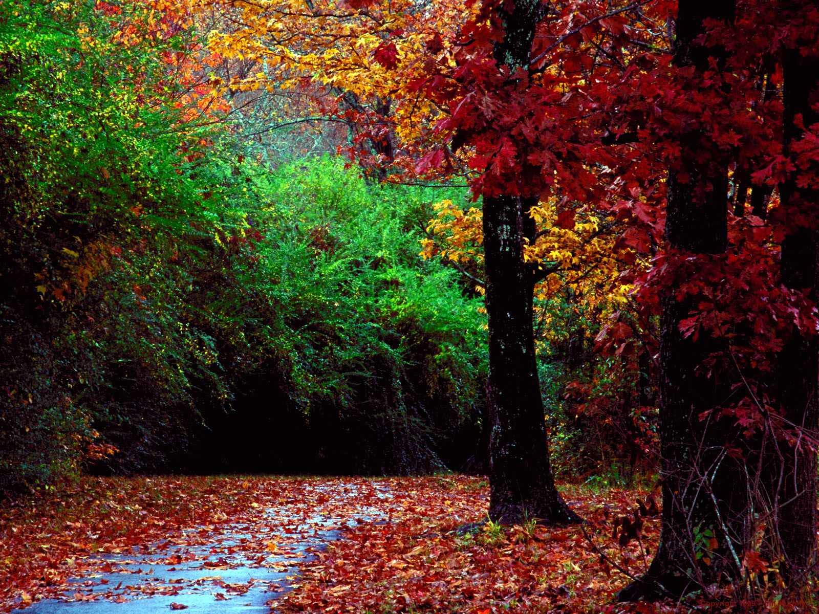 Autumn Forest Wallpaper Stock Photos