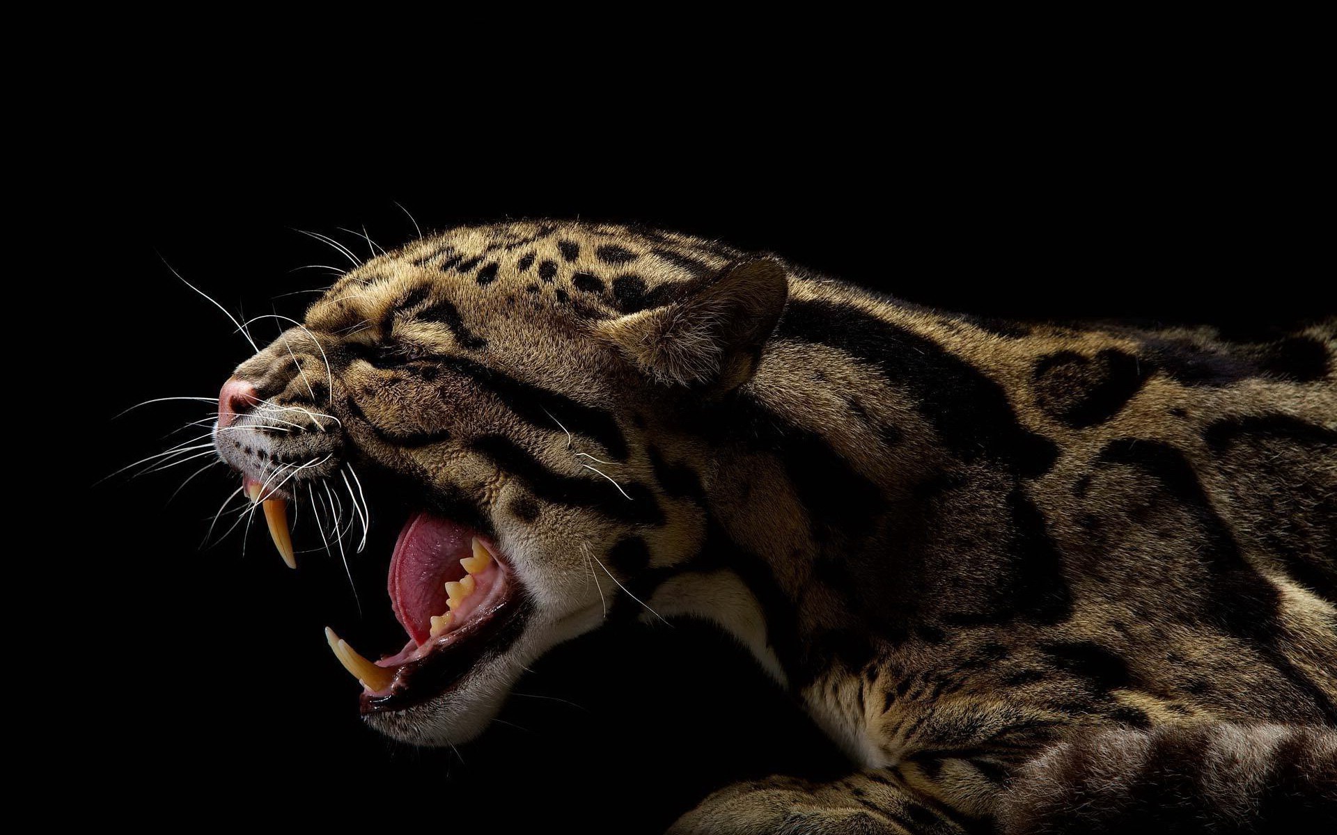 Animals Black Jaguars Wallpaper HD