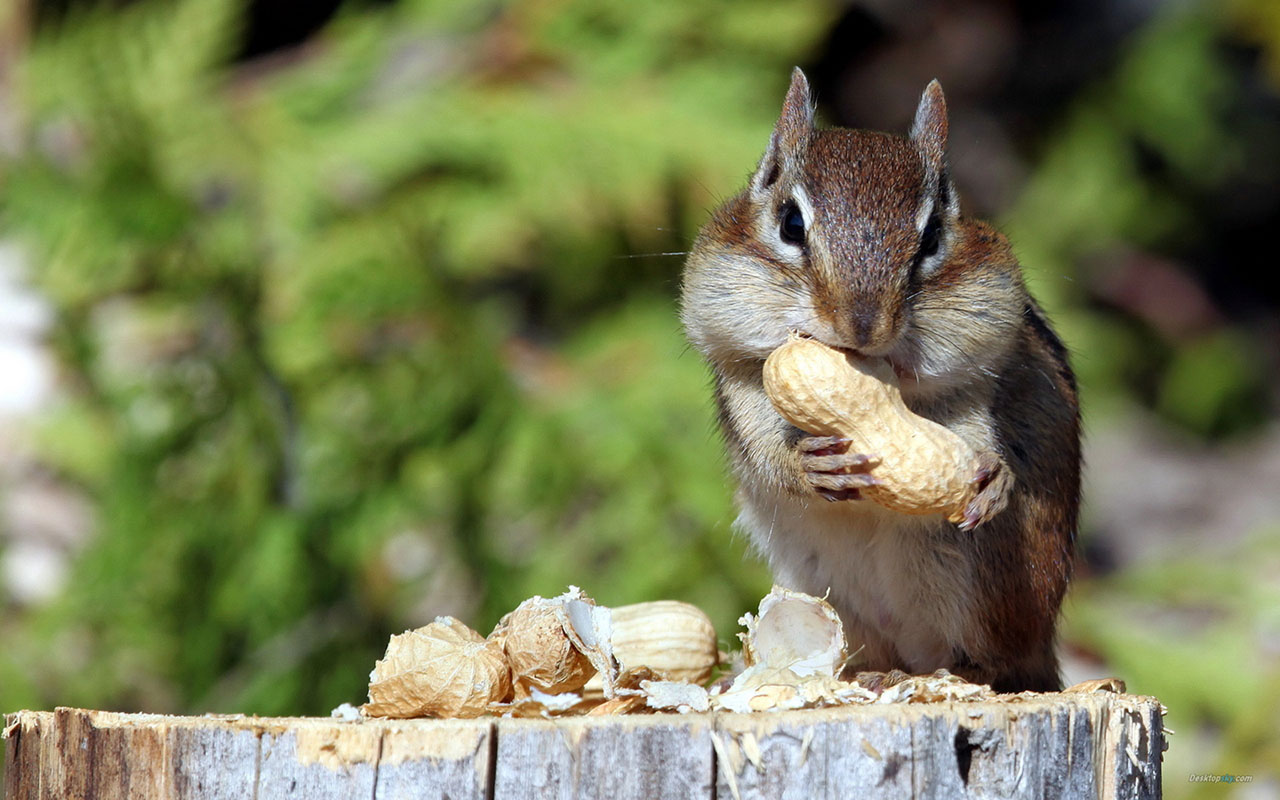 Cute rodents squirrels photography wallpaper 10 Animal Wallpapers