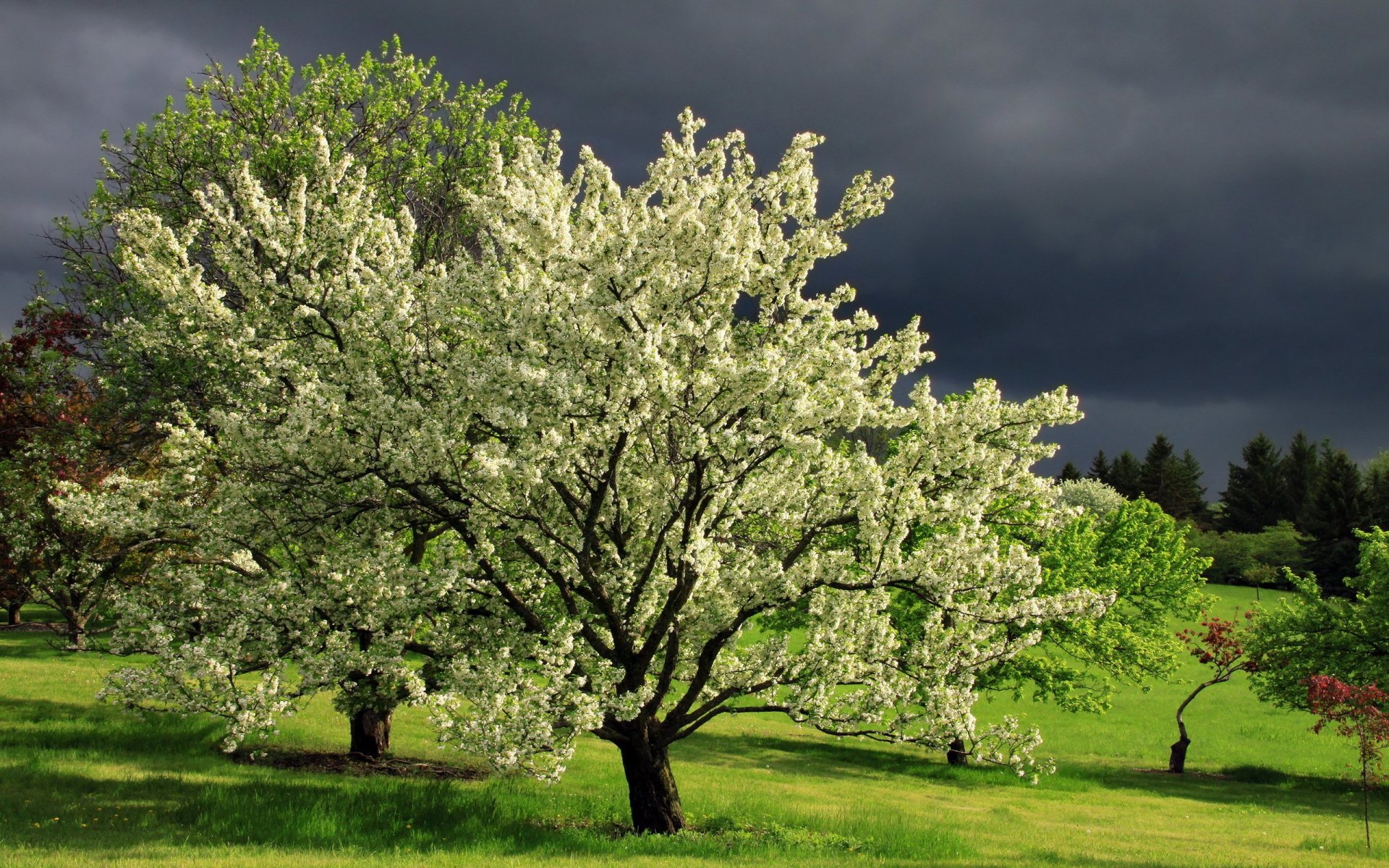 Spring Season Trees Full HD Desktop Wallpaper 1080p
