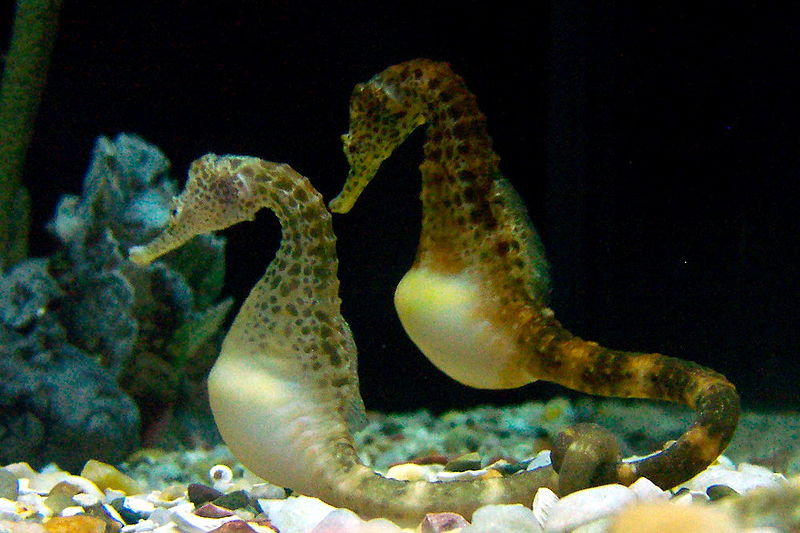 Seahorse Pictures Wallpaper Of