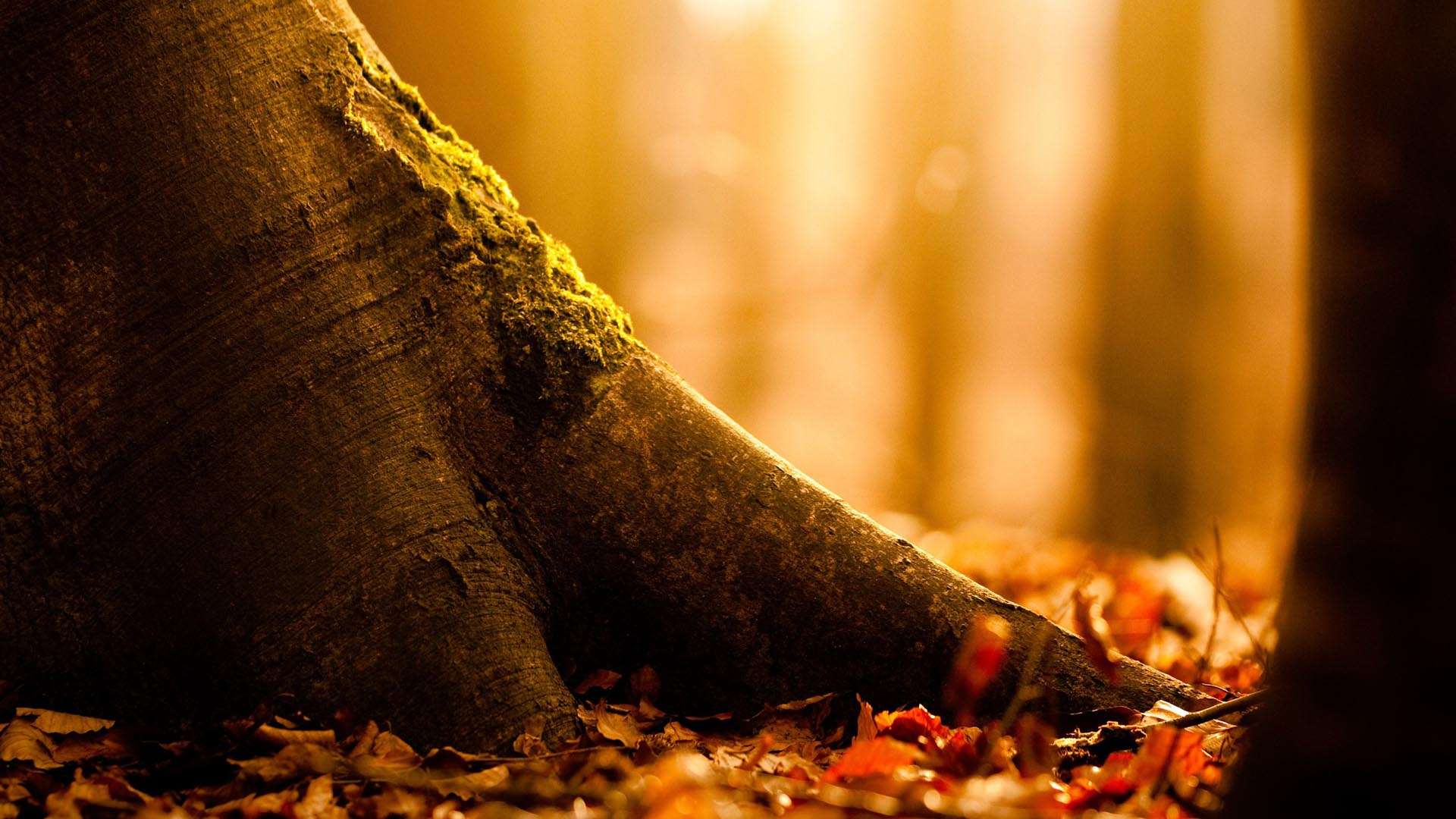Roots Of Fall HD Wallpaper Gallery