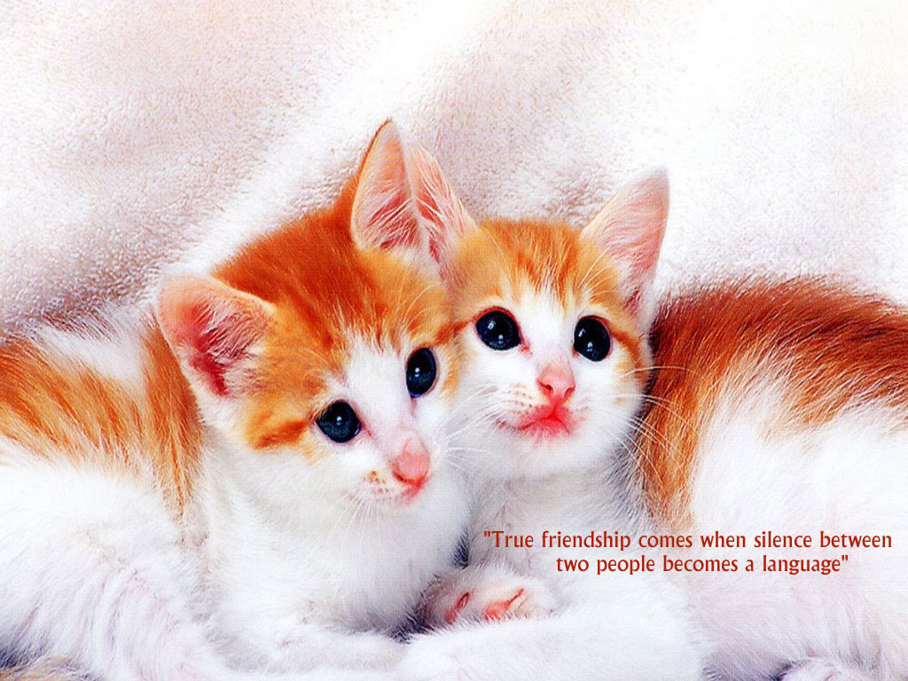 Free download Beautiful Friendship Quotes Wallpapers Free Download ...