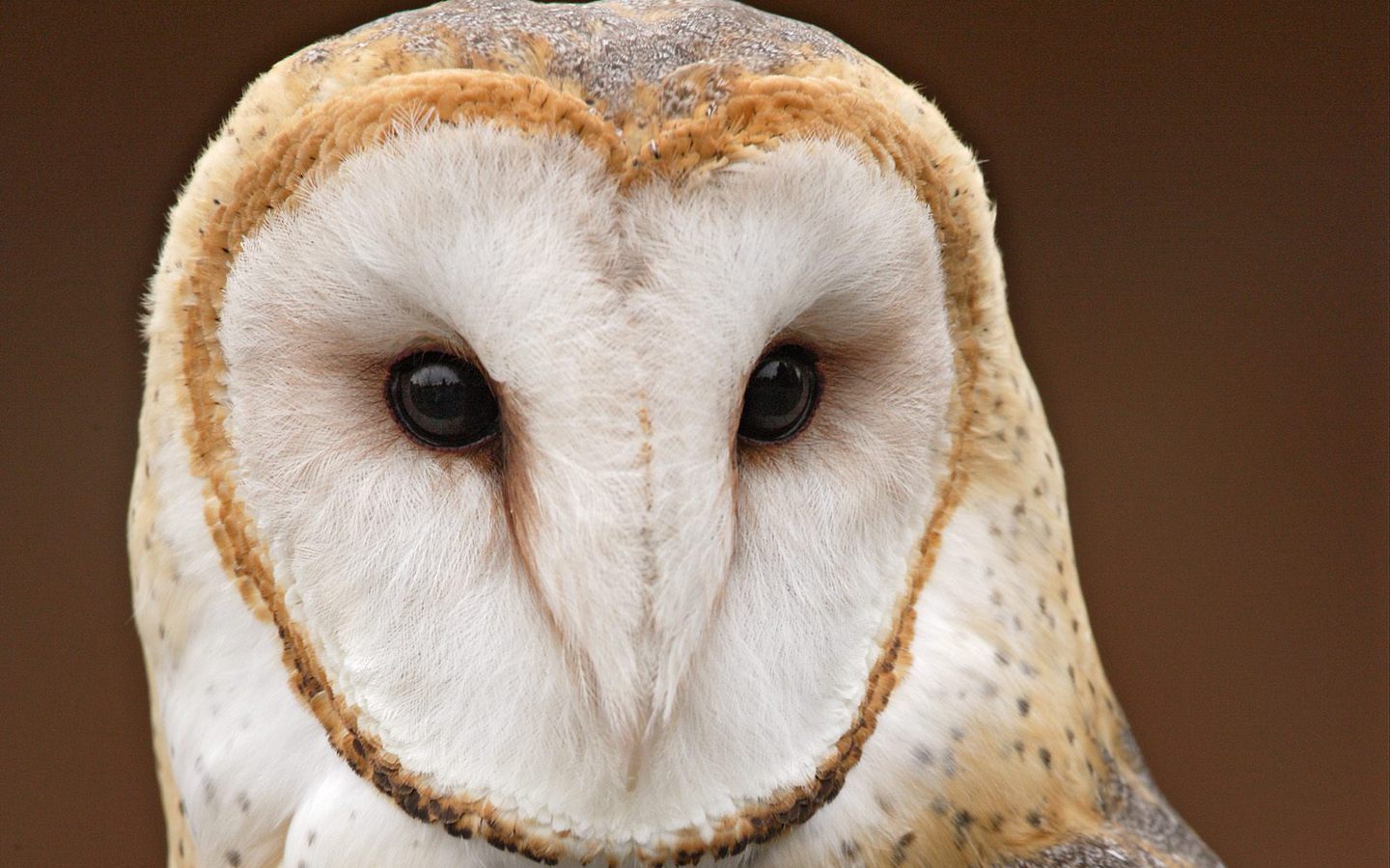 Barn Owl Wallpaper Photo And All