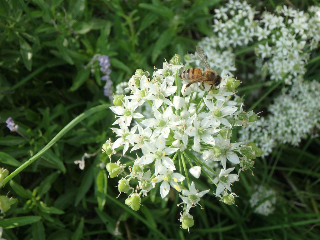 Grow Garlic Chives And Other Alliums In Your Fall Garden