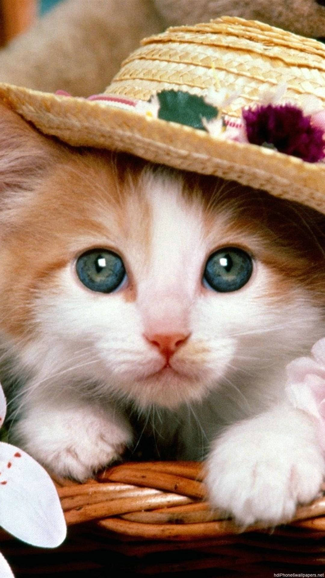 Cat iPhone Wallpaper