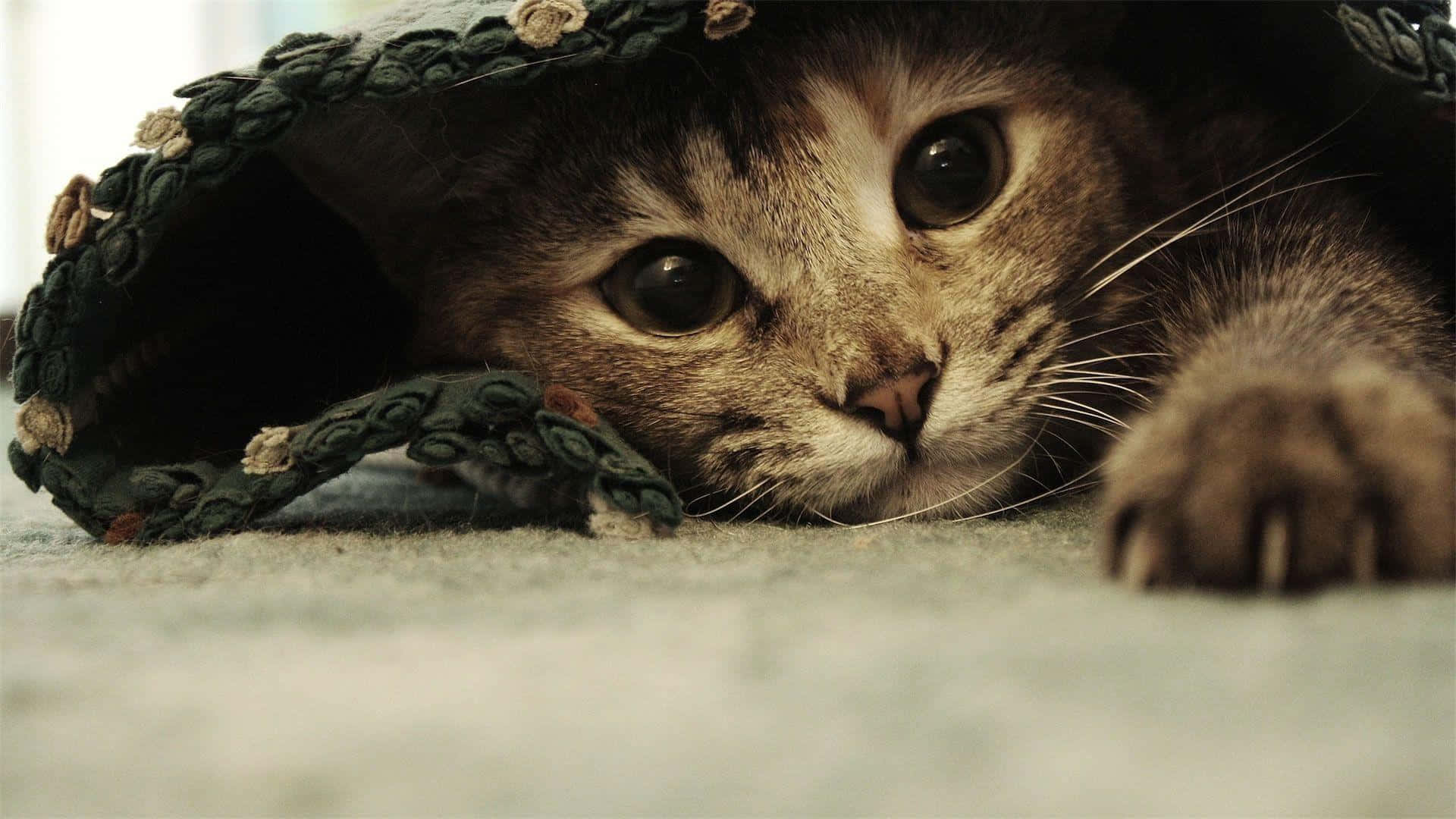 Cat Meme Picture Wallpaper