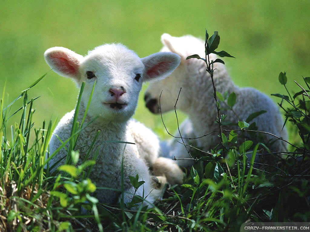 Wallpaper Spring Lambs