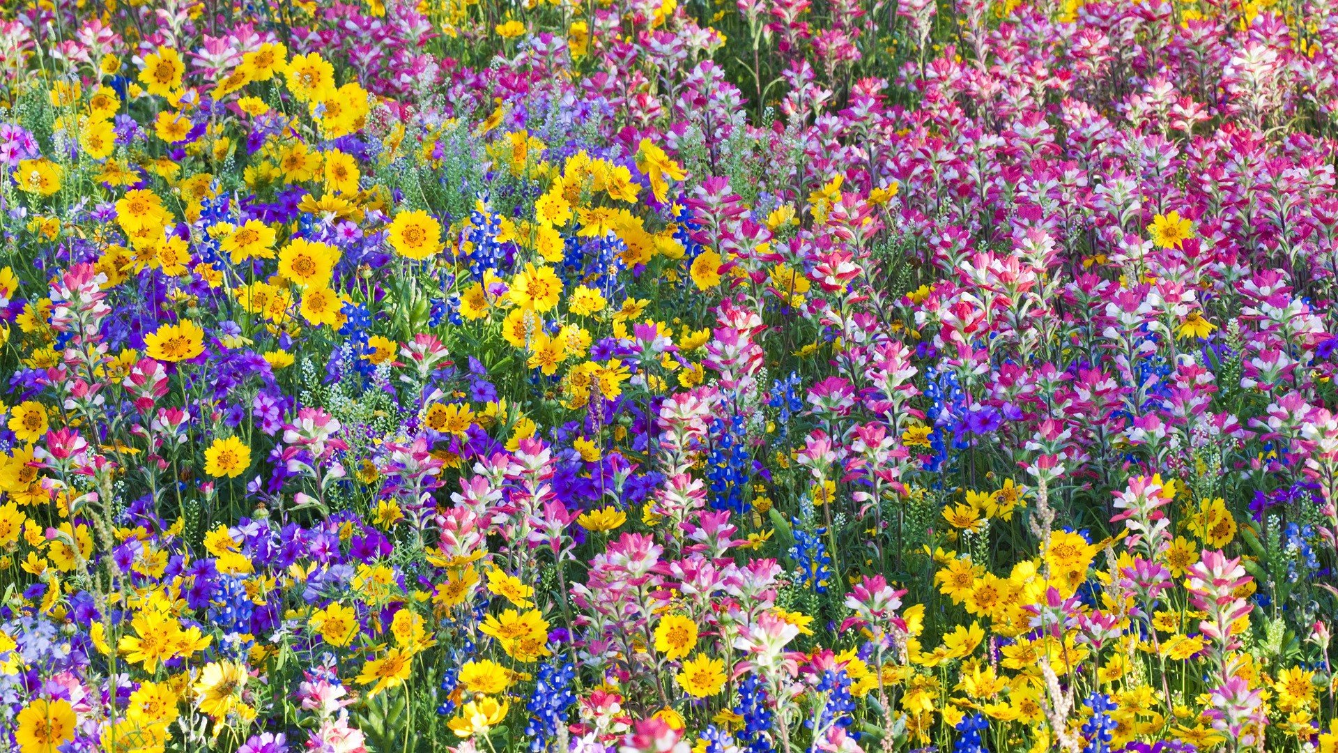 Flowers Spring Texas Wildflowers Bluebells Wallpaper