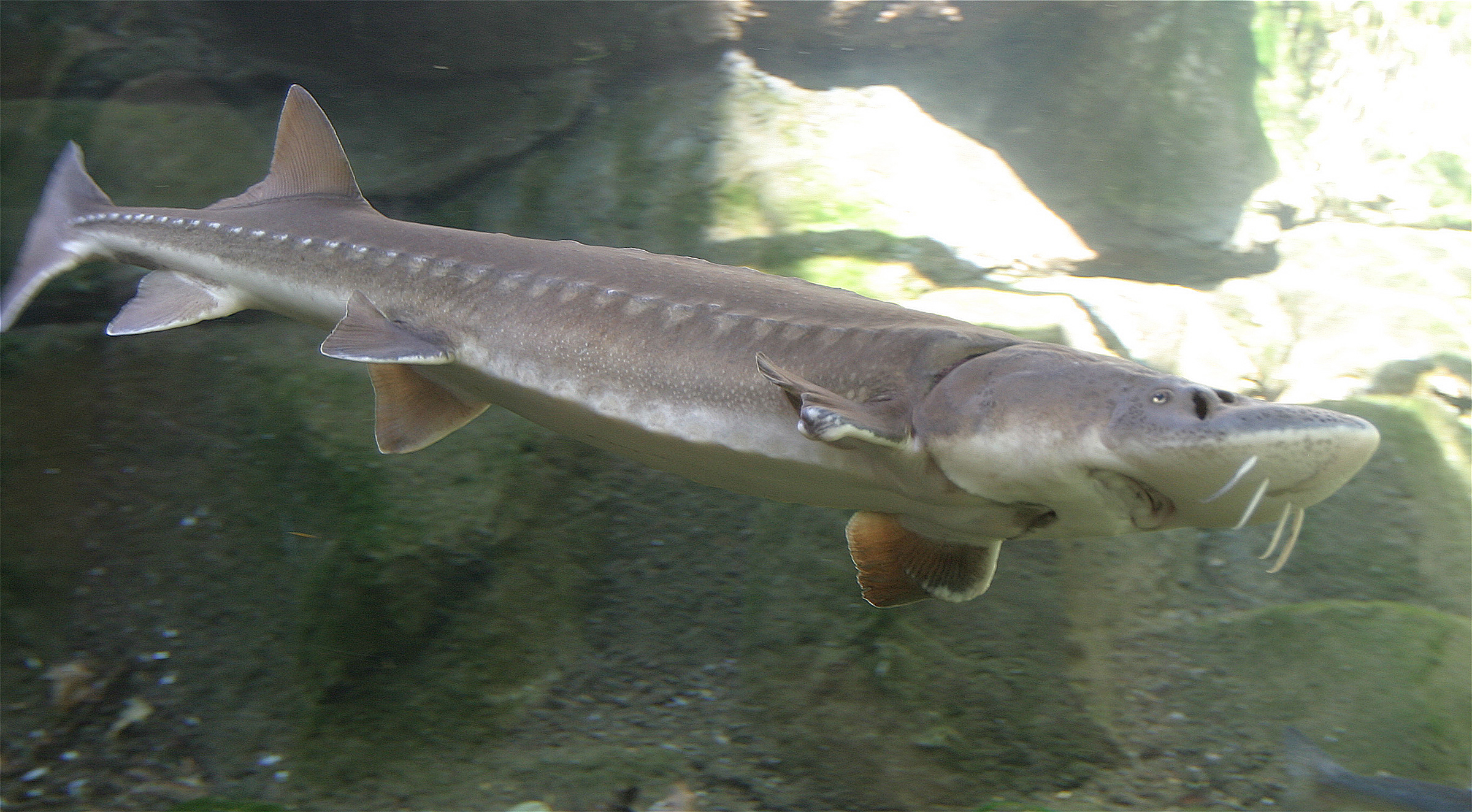 Floating Sturgeon Photo And Wallpaper Cute Pictures