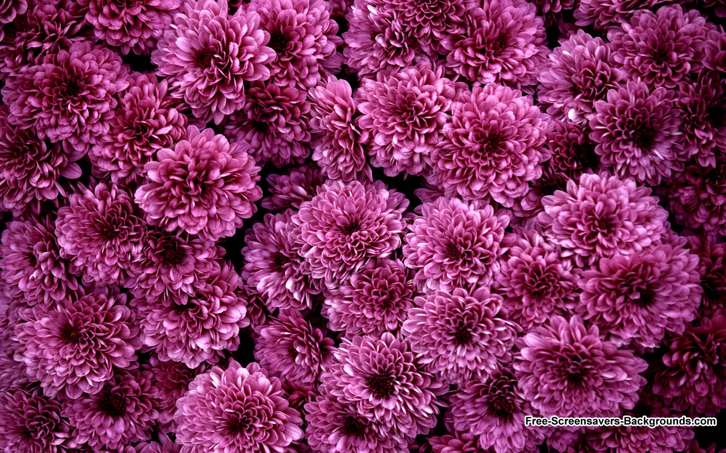 Flowers Screensavers And Background