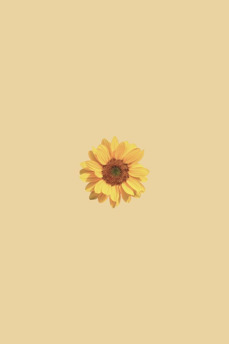 Stunning Sunflower iPhone Wallpaper