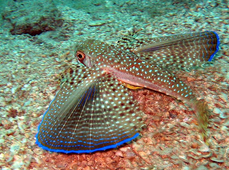 The Flying Gurnard Wallpaper