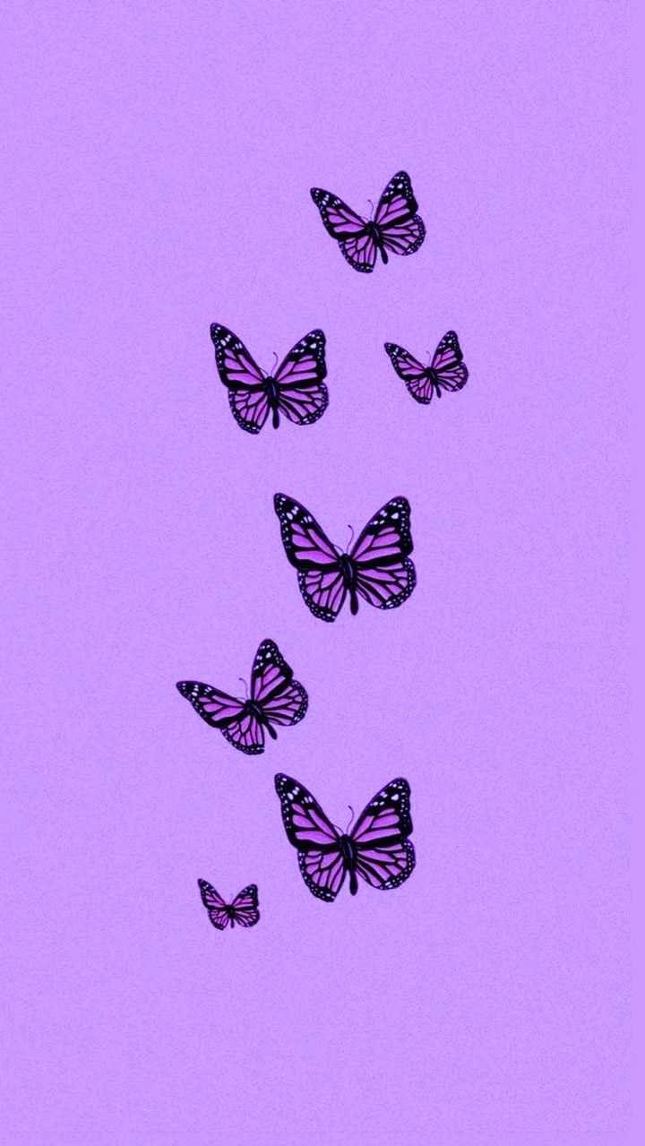 Purple Butterfly Wallpaper Discover More Aesthetic Beautiful