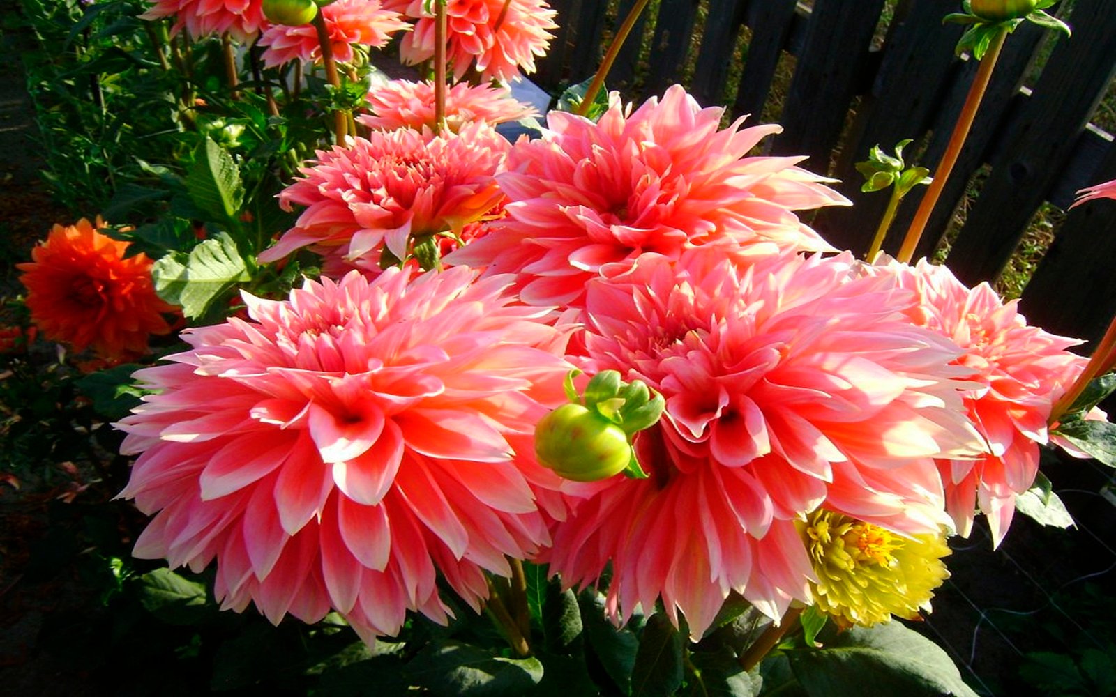 Dahlias Flowers Wallpaper And Photos