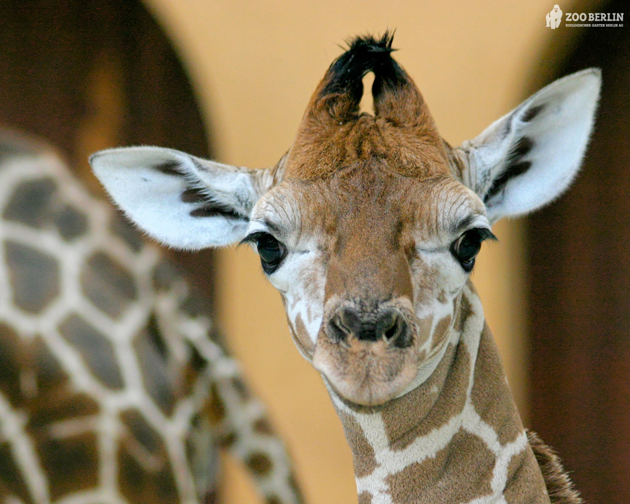 Baby Giraffe HD Wallpaper Africa Giraffes