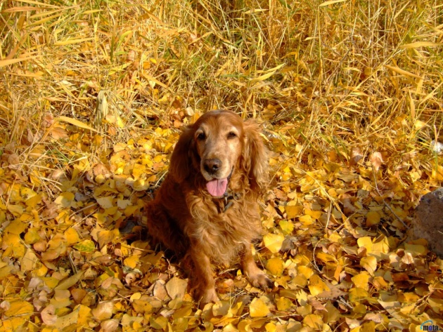 Wallpaper Dog in the autumn outing   Photos and Free Walls