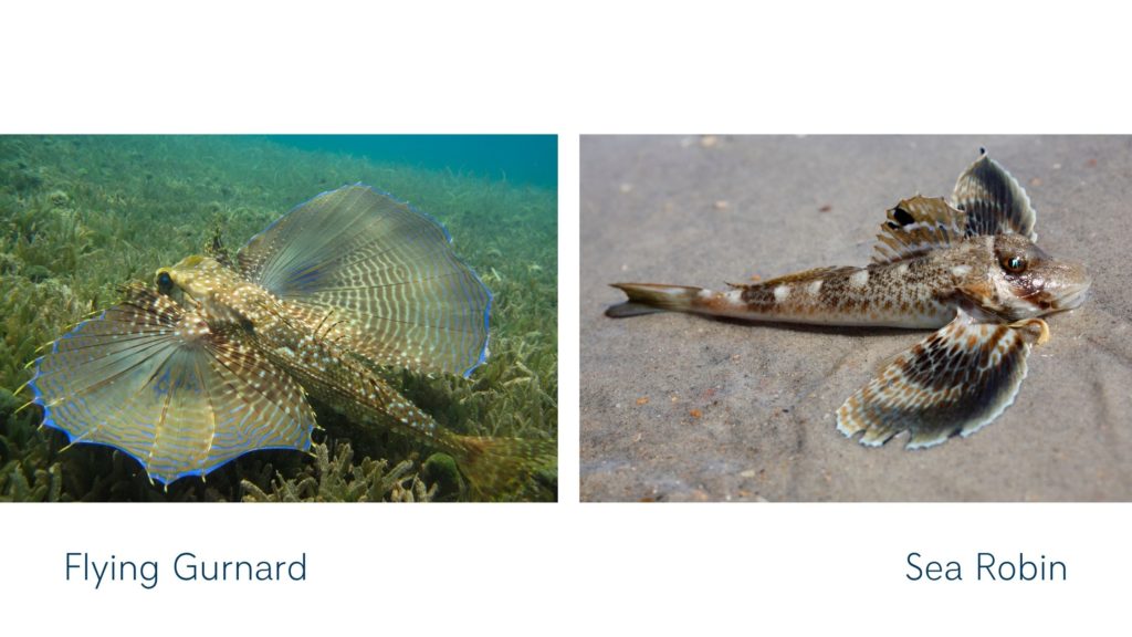 The Flying Walking Puzzling Gurnard Wallpaper