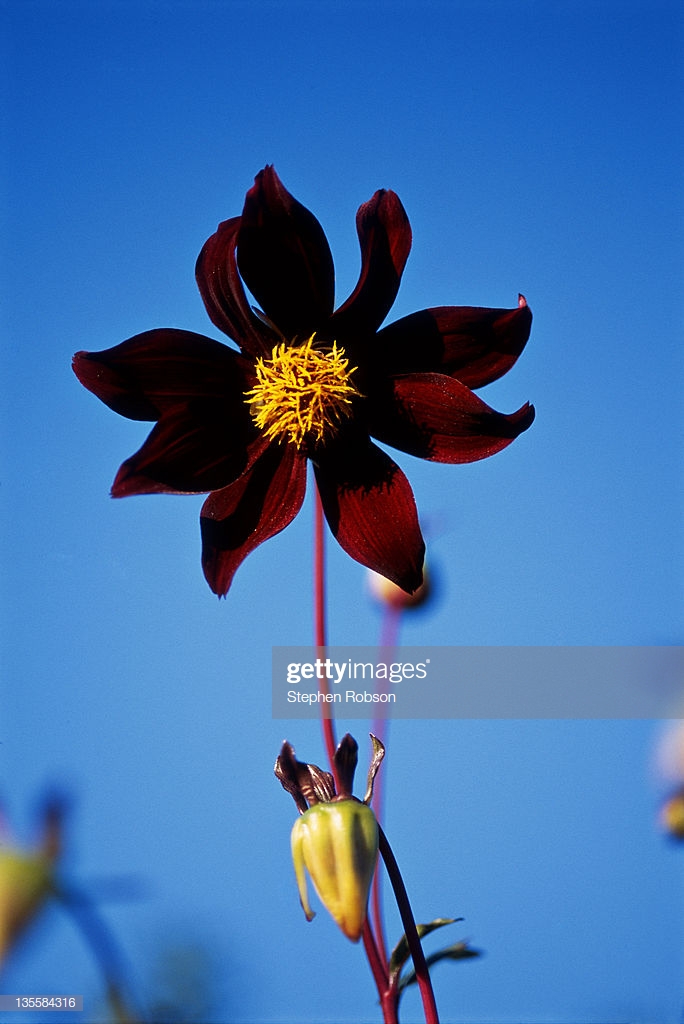 Single Dahlia Var Dark Desire Flower Against A Blue Background