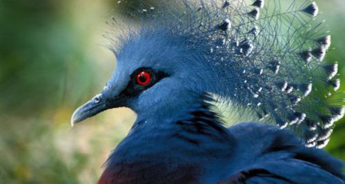 Bings Top 10 Beautiful Bird Desktop Backgrounds
