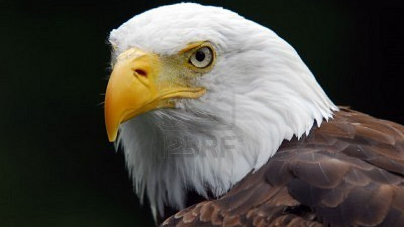 Hd American Eagle Wallpaper With Flag Background